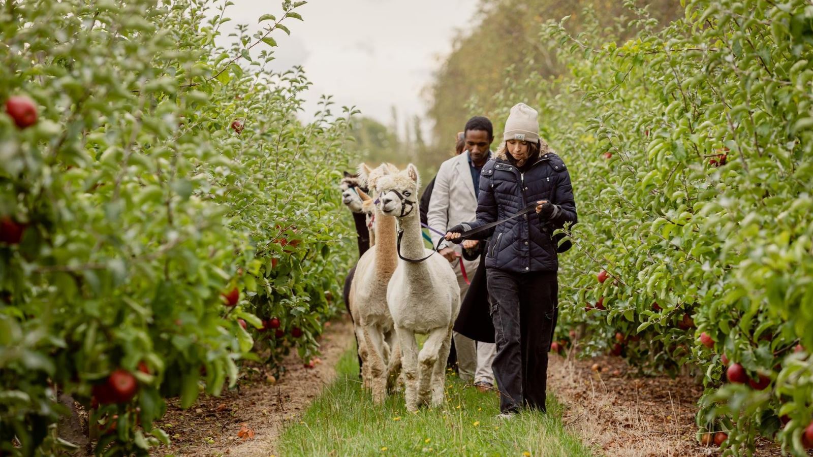 Alpaca Experience, Essex